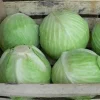 chou blanc  cabus  (vendu à l'unité )