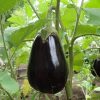 Aubergines noire (vendu au kg)