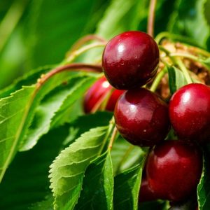 Cerise  (500g)  11,6 e/Kg