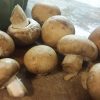 Champignon de paris blond  (  250g)  11,8e/Kg