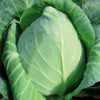 Chou vert pointu bio (vendu à l'unité)