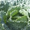 Choux vert frisé  vendu à la pièce