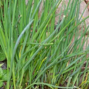 ciboulette       (botte)