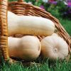 Butternut vendu à la pièce  (0,8-1,2 Kg)
