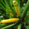 Courgette jaune (vendu au Kg)
