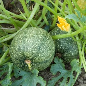 Courgette Ronde  (vendu au kg)