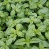 Bouquet Basilic vert