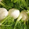 Fenouil  vendu à la pièce (400-450 g) 5,5e/Kg