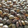 Lentilles verte (500g )  4,9e/Kg