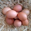 Oeufs extra frais  (Boîte de 6)