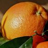 Orange Morel   (vendu au kg)