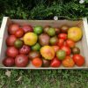 Tomate panachées couleurs (vendu au Kg)