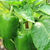Poivron  vert  ( 500g) 4,60e/Kg