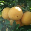 Pomelos rose Corse   (vendu à la pièce 350 g environ)