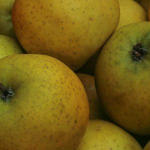 Pommes"désiré" vendu au Kg