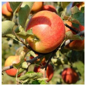 Pommes Dalinettes cal 95/115   (vendu au Kg)