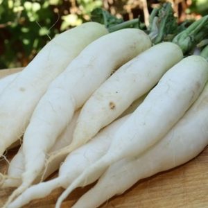 Radis"daikon"  ( 500g)