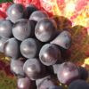 Raisin de Table 