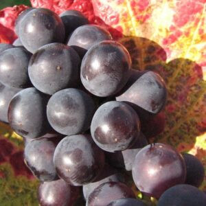 Raisin de Table "Ribol" (500g) 4,5e/Kg