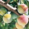 Prune Reine Claude Dorée   (500g) 6,3e/Kg