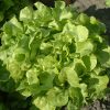Salade Feuille de chêne   Bio (vendu à l'unité)