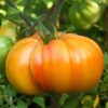 Tomate Ancienne  Ananas  (vendu au kg)