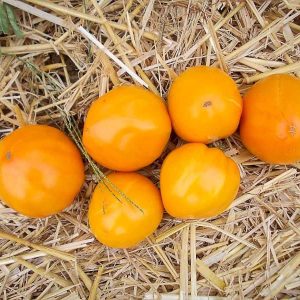 Tomate Ancienne  Ananas  (vendu au kg)