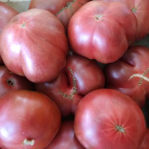 Tomate ronde generose  (vendu au kg)