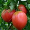 Tomates coeur de boeuf Population variété ancienne  (vendu au kg)