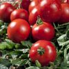 Tomates ronde   (vendu au Kg)