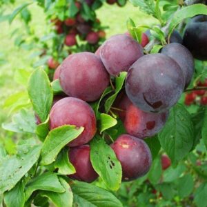 Prune rouge Obilnaya (500g)  6,20e/Kg