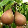 Poire Harrow sweet (vendu au Kg)