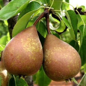 Poire Harrow sweet (vendu au Kg)