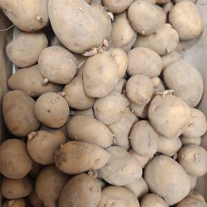 Pomme de terre maiwen germées (vendu au Kg)