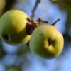 Pomme Golden calibre 95/115 g (Vendu au Kg)